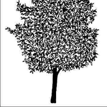 thumbnail for publication: Acer platanoides 'Summershade': 'Summershade' Norway Maple